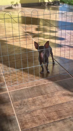 Pinscher chocolate 0