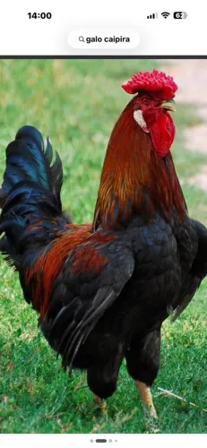 Doando galo caipira