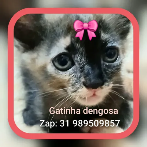 Gatinha para adoção 