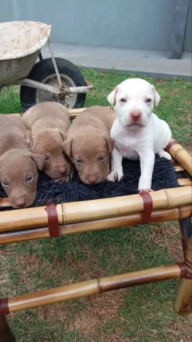 Filhotes de cachorro mistura com pitbull