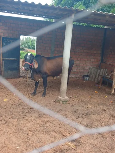 Animais
