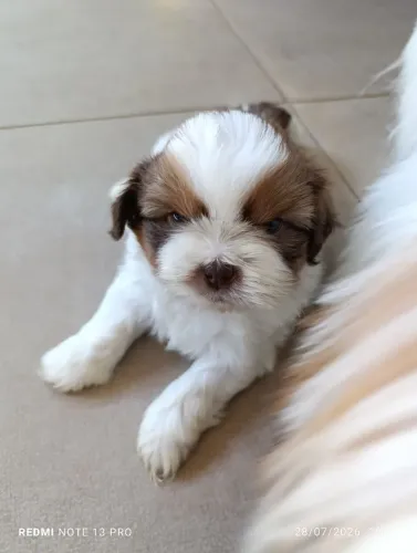 Lindos filhotes machos de shi tzu 