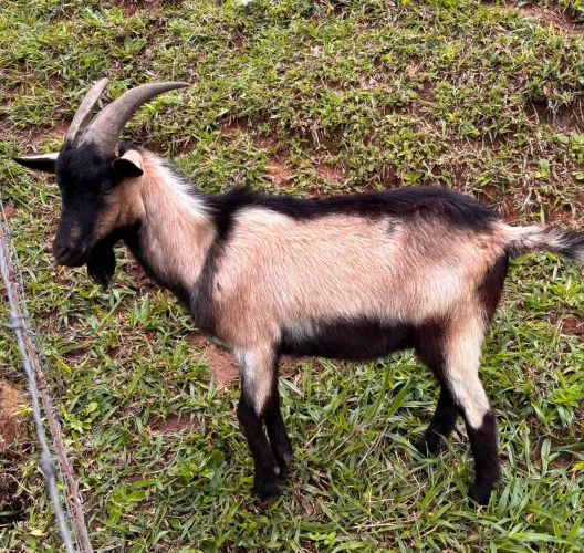 Cabrito