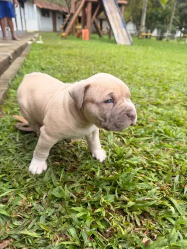Filhotes de American Bully XXL