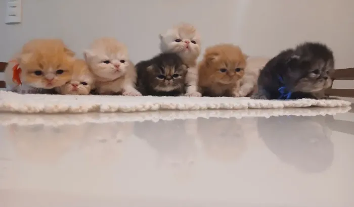 Filhotes gato PERSA 