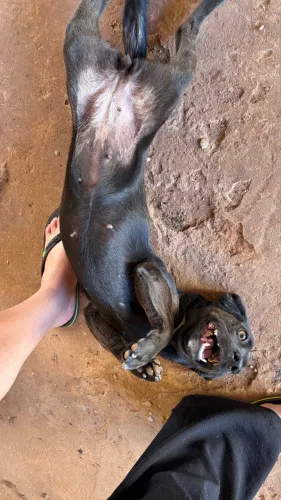 ADOÇÃO