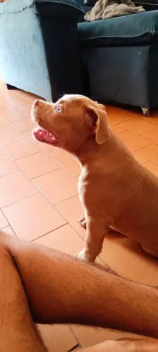 Filhote American Bully macho