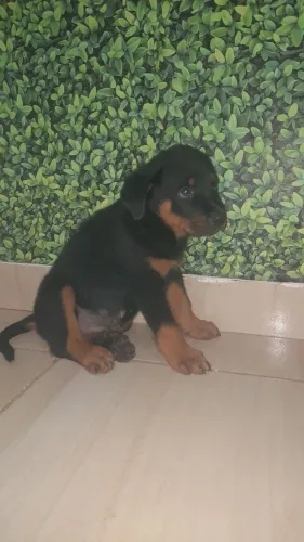 Cachorro