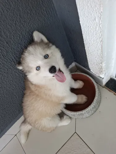 Filhotes de Husky 