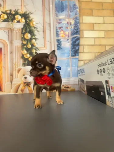 Chihuahua chocolate pelo curto
