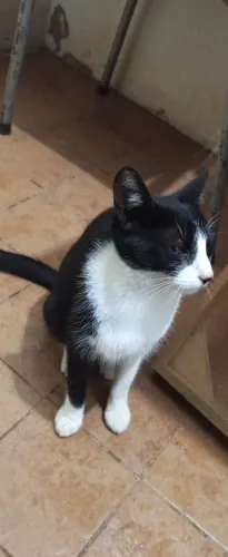 Gatos para adoção