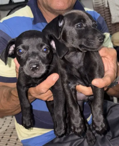 Cachorro pinscher