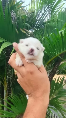 Lindos Filhotes De Lulu Da Pomerânia Anão Com Pedigree CBKC