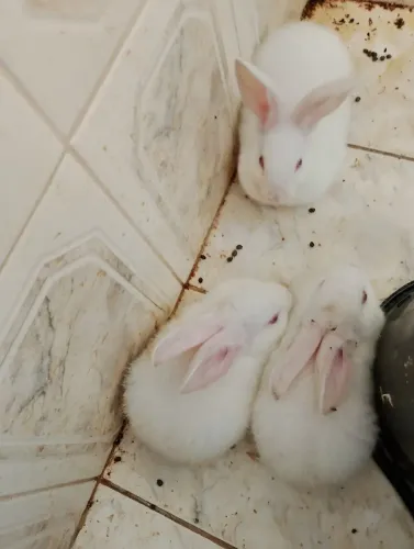 Coelhos