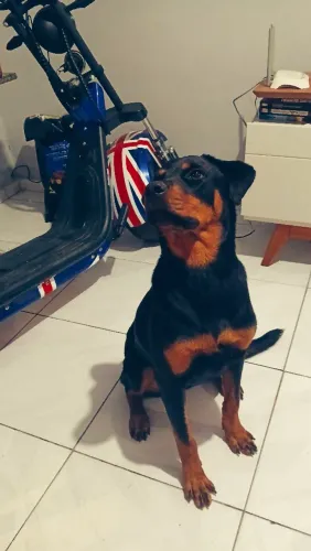 Procuro rottwaliwer macho