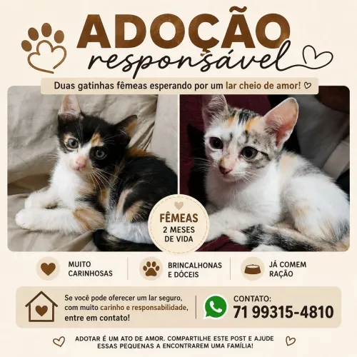 Gatinhas fêmeas para doação 
