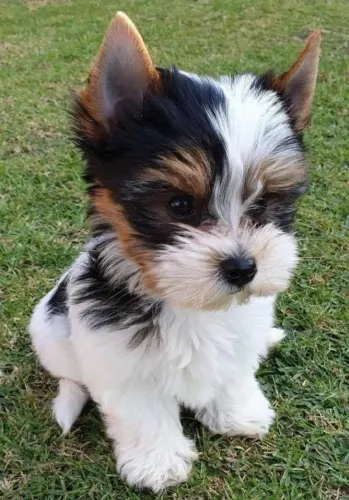 Escolha um lindo biewer para você