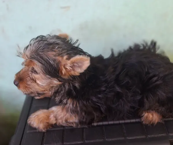 Cachorro