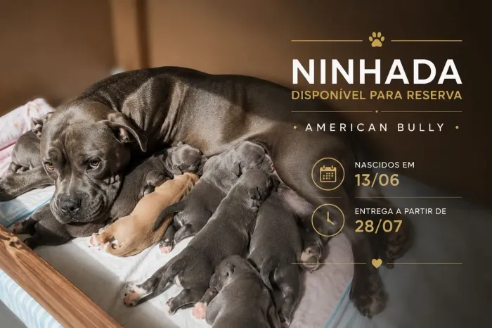 Ninhada de American Bully | Reserva Aberta | Nasc. 13/06