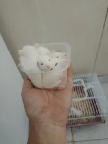 Rato twister de estimação 