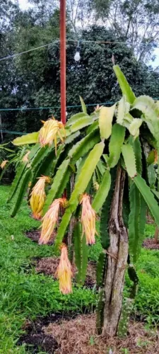 Vendemos mudas de pitaya, prontas para o plantio