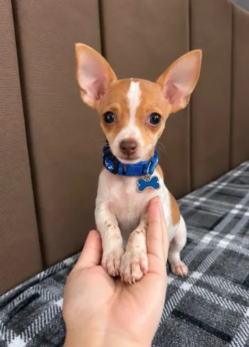 FILHOTE DE PINSCHER MACHO? Dividimos no cartão