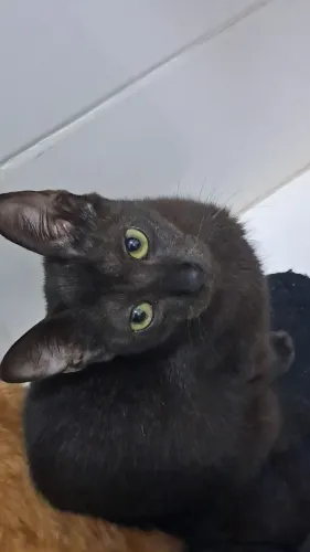 Gato filhote para adoção 