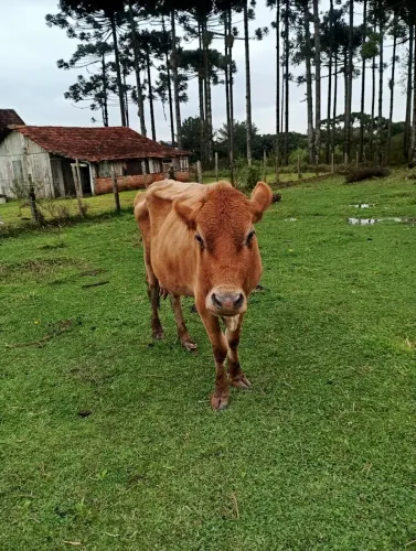 Vaca Jersey com caracu
