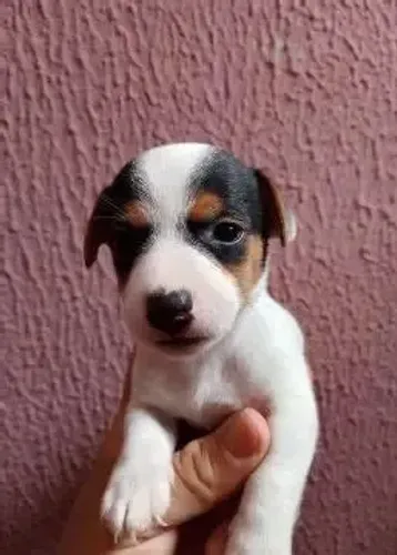 pinscher x chihuahua muito lindos e espertos 