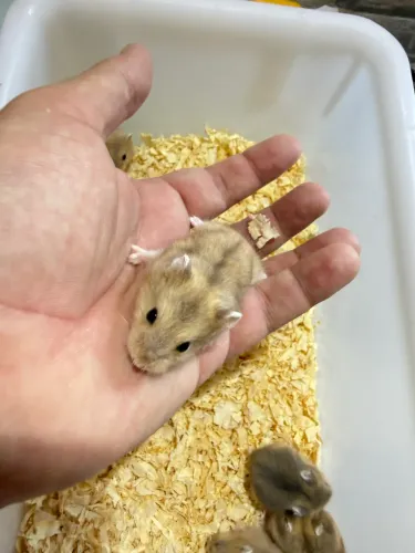 Hamster Anão Russo