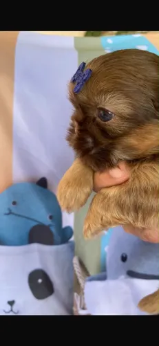 Filhote de Shih tzu Macho 