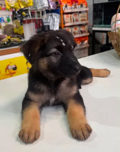 Animais de estimação