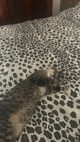Doação de gato macho filhote
