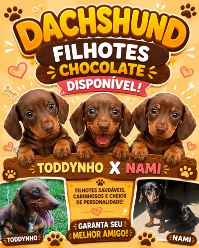 FILHOTES DE DACHSHUND (SALSICHINHA) DISPONÍVEIS! ?