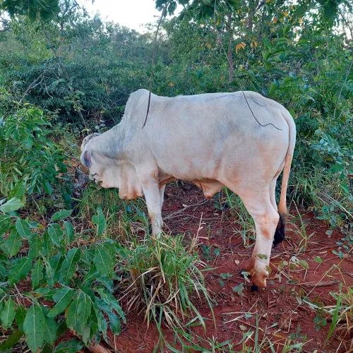 Garrotinho a venda