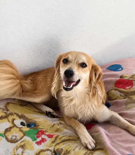 Cachorro