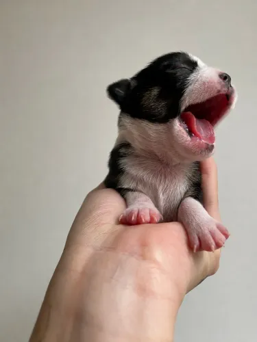 Filhote de Chihuahua