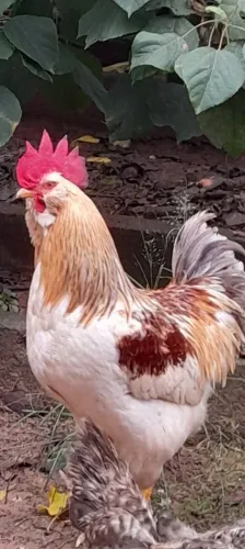 Vendo  lindo galo GLZ e 6 galinhas gigantes