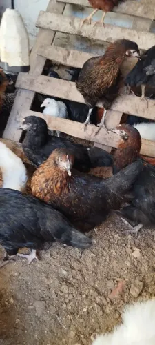 Lote de frangas poedeiras