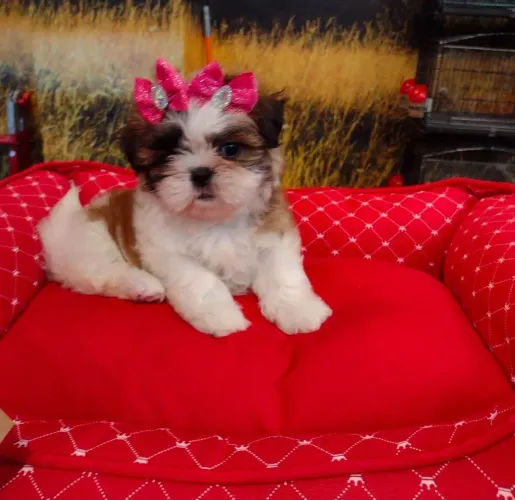 Filhote shih tzu, Patinhas pequenas, amor infinito!