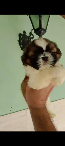 Shih tzu Fêmea valor 1300 $$ pedigree opcional