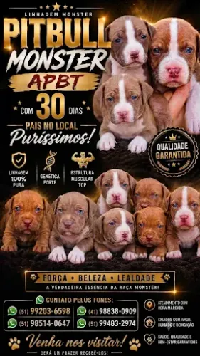 Lindos filhotes Monster-APBT