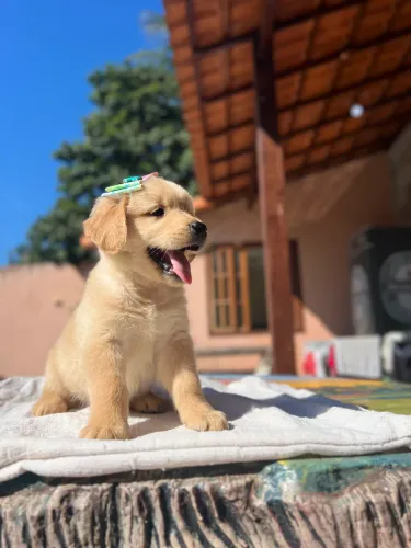 Golden retriever filhotes disponíveis microchip puros
