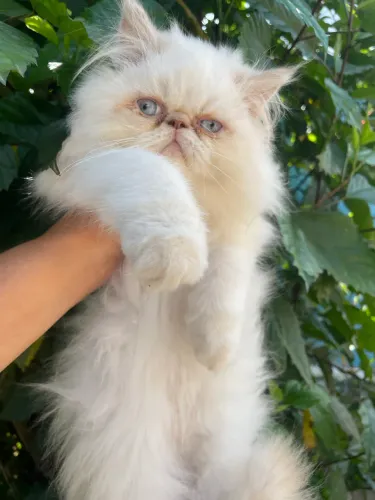 Gatos persas 