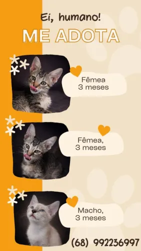GATOS | São Poucas Unidades!!! Adiquira logo o seu!!!