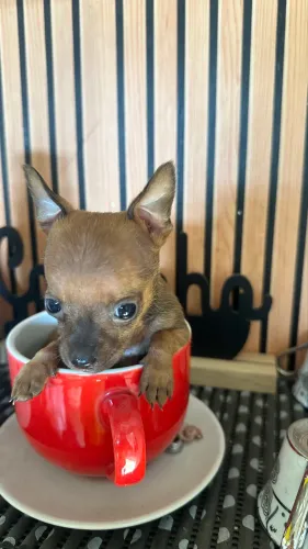 Filhotes de Pinscher