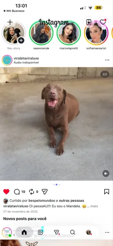 Cachorro disponível para adoção responsável