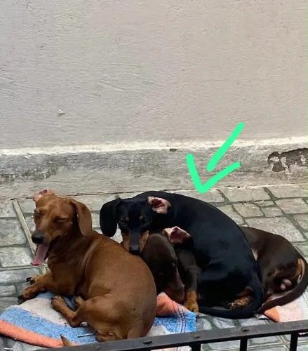 Fêmea Dachshund kanichen adulta 3 anos