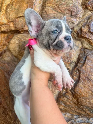 Buldogue francês com pedigree 