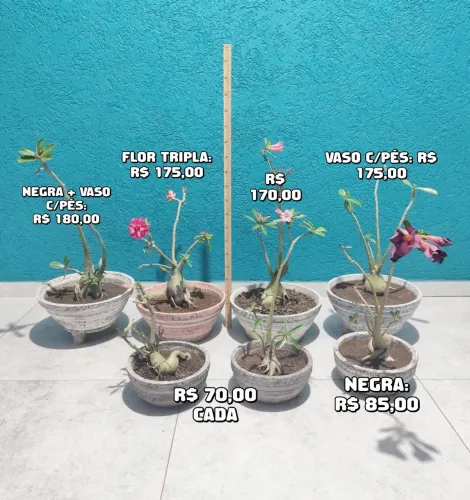Promoção Rosas do Deserto + Vaso de Cimento Decorativo